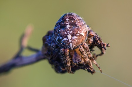 The female spider Araneus sitting in its nest and keeps the signal threadの写真素材