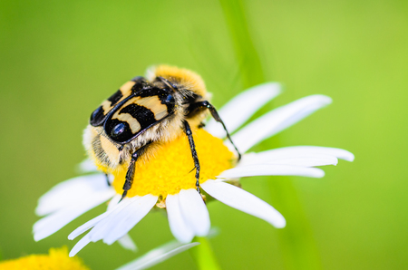 A large hairy beetle grabbed a bud of blooming chamomileの写真素材