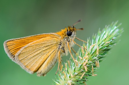 Butterfly ochlodes sylvanus with yellow folded wings sitting on the ear of grassの写真素材