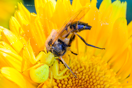 A yellow spider crab caught a large hoverfly on a blossoming flowerの写真素材