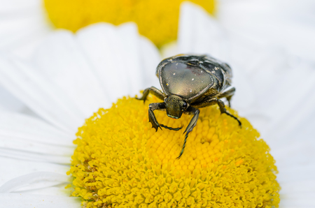 Brilliant beetle protaetia lugubris creeps along the blossoming flower budの写真素材