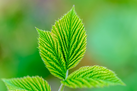 Three leaves of raspberry on a green backgroundの写真素材