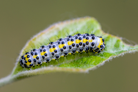 Caterpillar of butterfly diloba caeruleocephal with black pimples sits on a sheetの写真素材