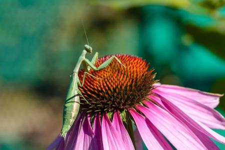 A green mantis female sits on a flower bud echinacea purpureaの写真素材