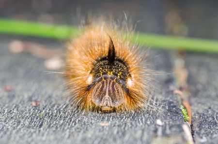 The picture shows a butterfly caterpillar - herbal moth.