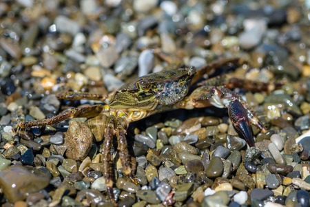 Small crab with one claw crawling on the shingle sea beach