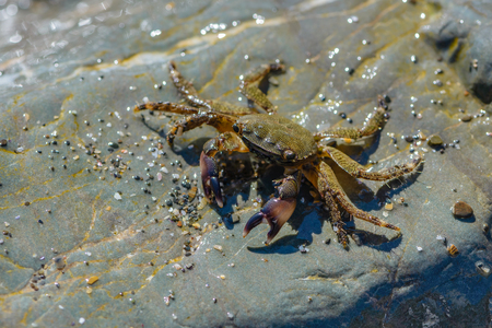 Small crab crawling on the large stones on the sea beachの写真素材