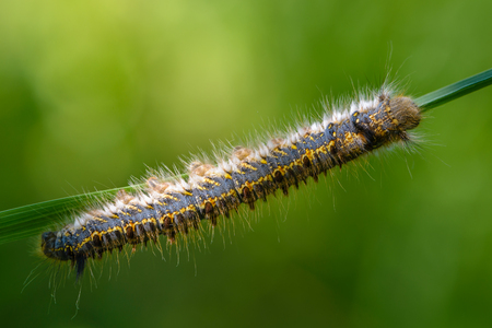Hairy caterpillar of butterfly bombyx sits on the edge of a leaf of grassの写真素材