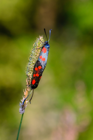Dark blue butterflies with red spots on their wings are breedingの写真素材