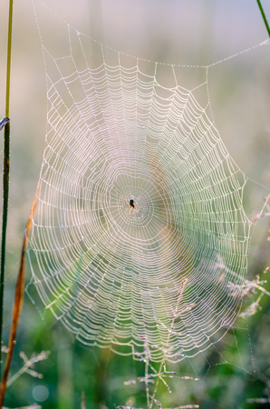 A huge web with a small spider in the center with drops of dewの写真素材