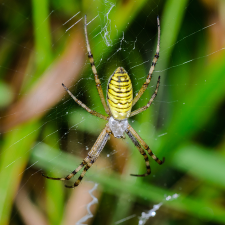 Argiope bruennichi - wasp spider sits at the center of its webの写真素材