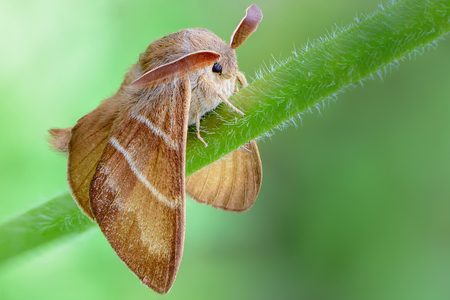 Large brown butterfly macrothylacia rubi sits on a green stalk of grass.  31 images stack, modified by PSの写真素材