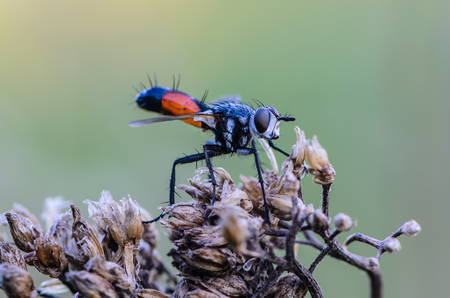 Portrait tachina fly with orange belly, sitting on a dead branch.の写真素材