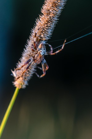 The male Araneus keeps signaling a thread of its web