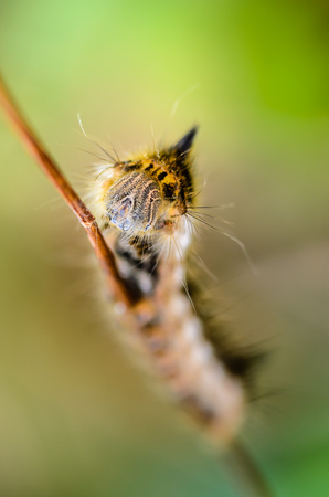 Hairy caterpillar of butterfly silkworm crawl on grassの写真素材