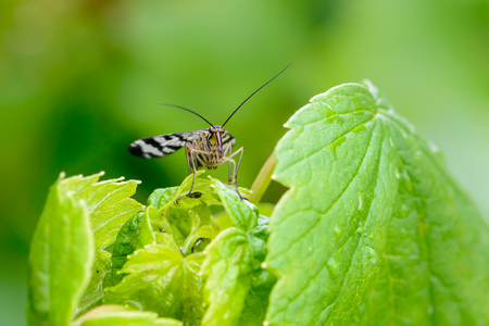 A male scorpion fly with motley wings sits on a green leaf