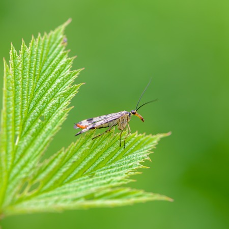 A female scorpion fly with motley wings sits on a green leafの写真素材