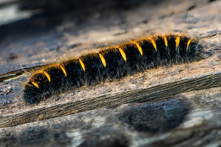 Hairy caterpillar of butterfly macrothylacia rubi creeping on the old boardの写真素材