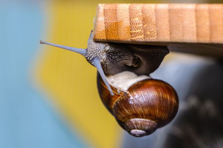 A large grape snail crawls on the boardの写真素材