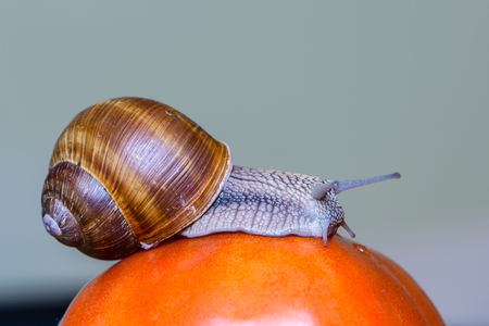The grape snail crawls into a large red tomatoの写真素材