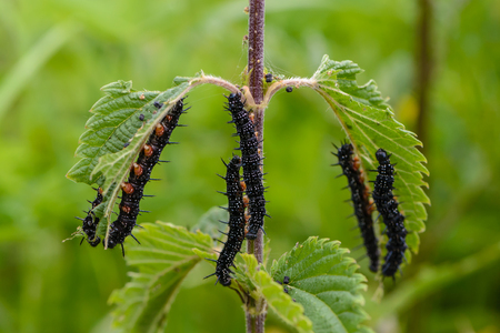 Several black caterpillars of aglais io with sharp spines eat nettle leavesの写真素材