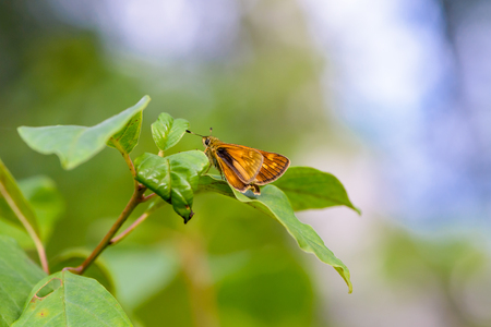 A brown butterfly ochlodes sylvanus sits on a green leaf of a tree on a beautiful background