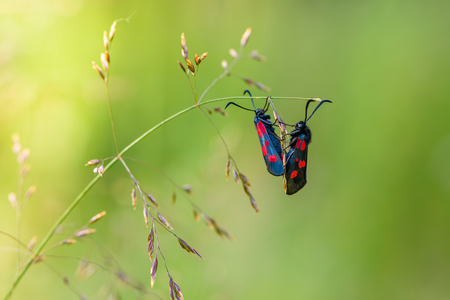 Two butterflies with red spots on their wings are breeding on a thin blade of grassの写真素材