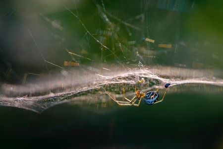 Spider with long paws hangs upside down on its web