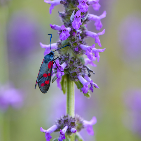 Butterfly zygaena filipendulae sit on a lilac flower at sunsetの写真素材