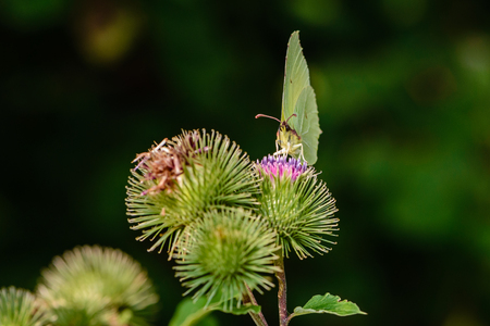 Butterfly of lemongrass gathers nectar from prickly buds of a big burdockの写真素材