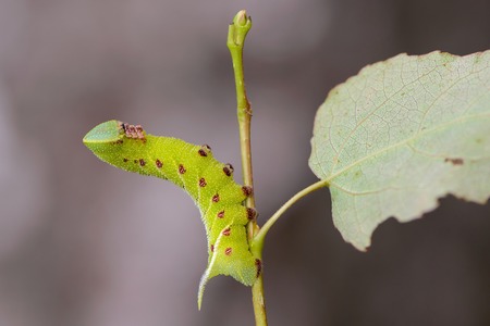 The unusual thick caterpillar of the sphingidae beautifully curved on the branch of the bush.の写真素材