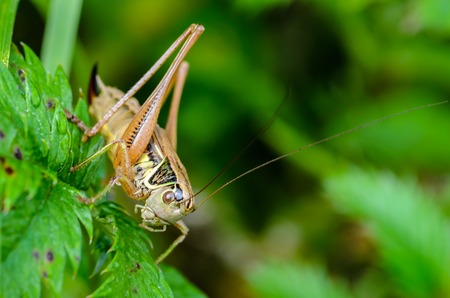 Portrait of a female grasshopper with a long mustache, which sits on a green leafの写真素材