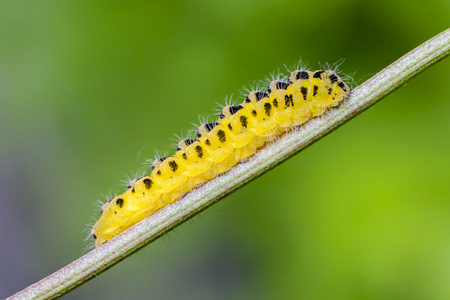 Caterpillar with black spots sits on a beautiful backgroundの写真素材
