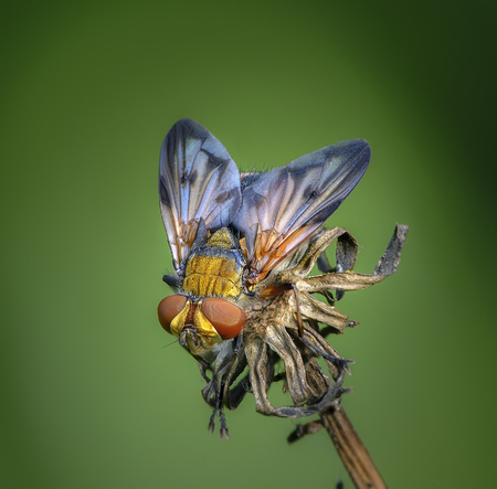 Tahina fly sits on the bud of dried plantsの写真素材