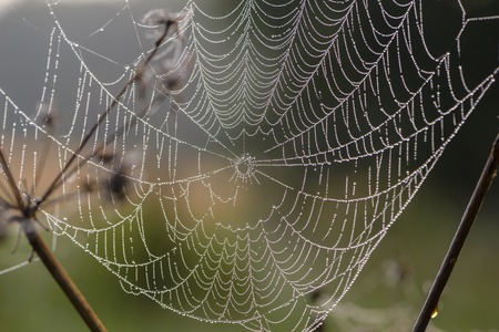 Large cobweb at dawn, which is covered with dew drops