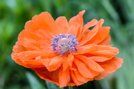 The core of the flower is red poppy with many stamensの写真素材