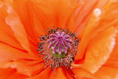 The core of the flower is red poppy with many stamensの写真素材