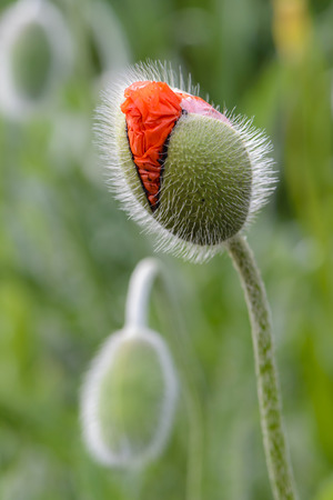 Fluffy buds of red poppies began to bloom on the lawnの写真素材