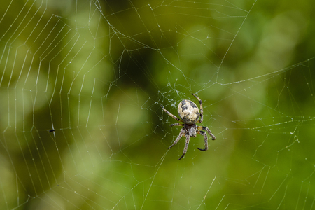 The female spider of araneus cornutus sits in the center of its web with preyの写真素材