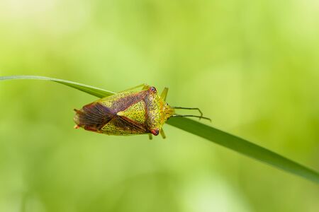The red-winged bug acanthosoma haemorrhoidale sits on a flat sheet of grass.