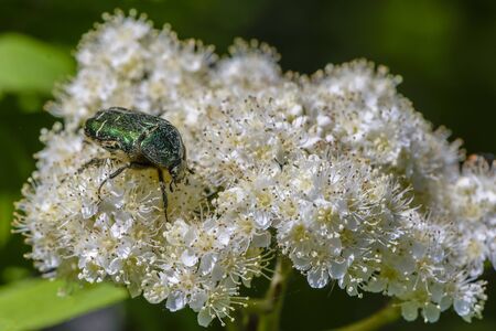 Beetle rose chafer collects nectar on rowan flowersの写真素材