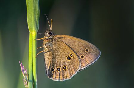 Brown butterfly with spots on wings sits on a stem of grass.の写真素材