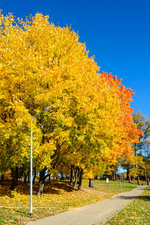 Autumn tree with yellow leaves against the blue sky. Background.の写真素材