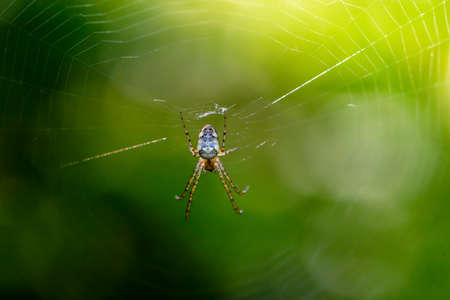 Female spider metellina mengei sits in the center of her web
