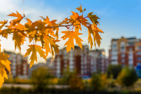 Maple branch with yellow leaves on a blue sky background in autumnの写真素材