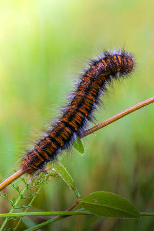 A hairy caterpillar sits on a tree branch in the early morningの写真素材