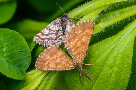 Male and female moths ematurga atomaria mate on grass leaves in early summerの写真素材