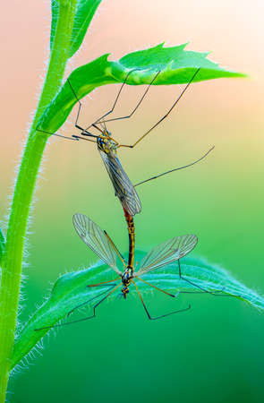 Female and a male mosquito nephrotoma mate under a leaf of grassの写真素材