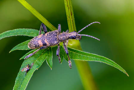 Beetle rhagium mordax crawls on a leaf of grass