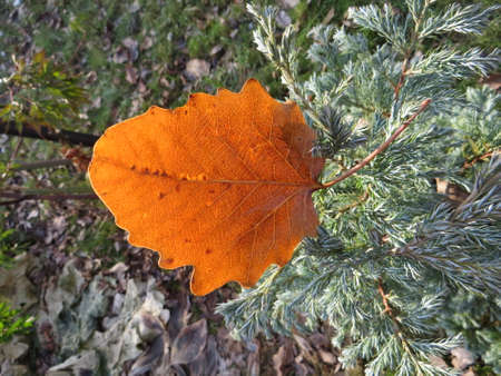 Leaves
